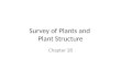 Survey of Plants and  Plant Structure