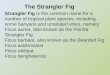 The Strangler Fig