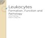 Leukocytes Formation,  Function and Pathology Clinical Pathology Kristin M. Canga,  RVT