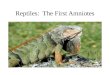 Reptiles:  The First Amniotes