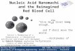 Nucleic Acid Nanomachines  and the Reimagined  Red Blood Cell