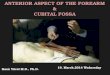 ANTERIOR ASPECT OF THE FOREARM & CUBITAL FOSSA