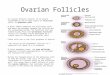 Ovarian Follicles