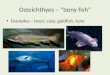 Osteichthyes  – “bony fish”