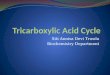Tricarboxylic  Acid Cycle