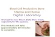 Blood Cell Production: Bone Marrow and Thymus Digital Laboratory