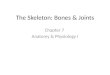 The Skeleton: Bones & Joints