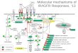 Molecular mechanisms of IR/IGFR Responses,  ‘ 13