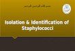 Isolation  &  Identification  of  Staphylococci
