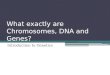 What exactly are Chromosomes, DNA and Genes?