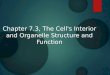 Chapter 7.3, The Cell's Interior and Organelle Structure and Function