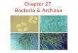 Chapter 27  Bacteria &  Archaea
