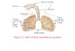 Topic 2.1 S&F of the  ventilatory  system