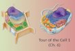 Tour of the Cell  1 (Ch. 6)