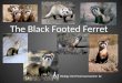 The Black Footed Ferret