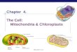 Chapter  4. The Cell:  Mitochondria & Chloroplasts