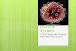 The Human Immune System