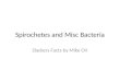 Spirochetes and Misc Bacteria