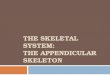 The skeletal system:  the  appendicular  skeleton
