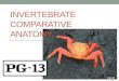 Invertebrate  C omparative Anatomy