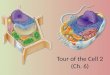 Tour of the Cell  2 (Ch. 6)