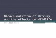 Bioaccumulation of Mercury and the effects on Wildlife