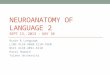 Neuroanatomy  of  language 2 Sept 13, 2013 – DAY  10