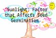 “ Sunlight: Factor that Affects Seed Germination ”