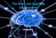 The Brain and Cognitive Development