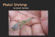 Pistol Shrimp