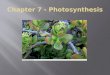 Chapter 7 - Photosynthesis