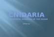 Cnidaria The beautiful wonders of the ocean