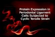 Protein Expression in  Periodontal  Ligament  Cells  Subjected to  Cyclic  Tensile Strain