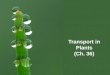 Transport in  Plants (Ch. 36)
