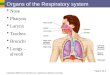 Organs of the Respiratory system