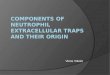 Components of Neutrophil Extracellular Traps and their Origin
