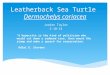 Leatherback Sea Turtle  Dermochelys coriacea