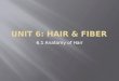 Unit 6: Hair & Fiber