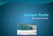 Snapper Rocks