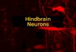 Hindbrain  Neurons