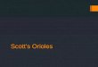 Scott’s Orioles