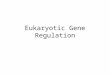 Eukaryotic Gene Regulation