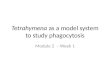 Tetrahymena  as a model system to study phagocytosis