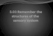 3.03 Remember the structures of the  sensory system