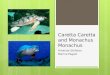 Caretta Caretta and  Monachus Monachus
