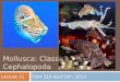 Mollusca: Class  Cephalopoda