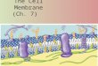 The Cell  Membrane (Ch. 7)