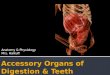 Accessory Organs of Digestion  & Teeth