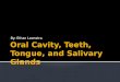 Oral Cavity, Teeth, Tongue, and Salivary Glands