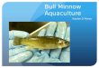 Bull Minnow Aquaculture